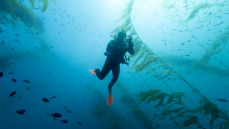 Diver in the waters of San Clemente Island, part of California’s Channel Islands, Credit Alfonso Portillo