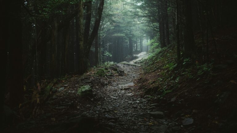 ominous dark trial through the woods