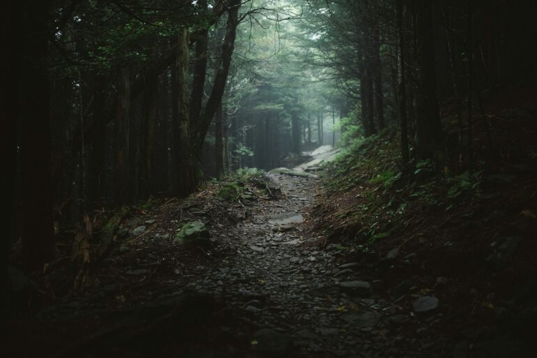 ominous dark trial through the woods