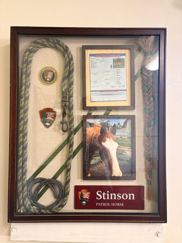 Beloved Former Patrol Horse Stonson