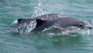 Harbor Porpoises