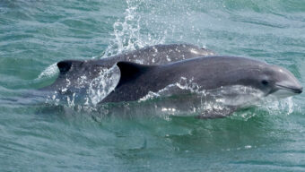 Harbor Porpoises