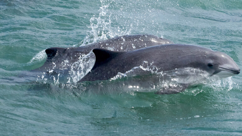 Harbor Porpoises