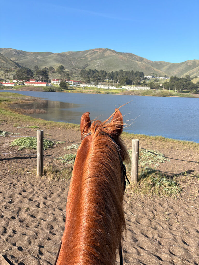 Patrol Horse