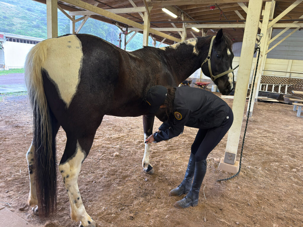 Picking Cooper's Hooves