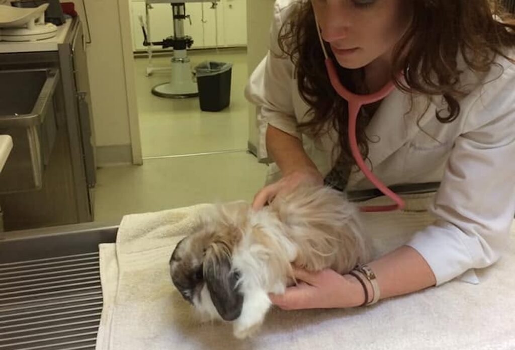 We know you treat your pet like family, so make sure you're taking them to one of these top voted veterinarians.