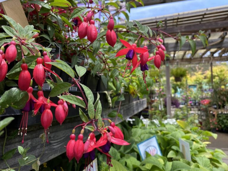 A wall of pink flowers