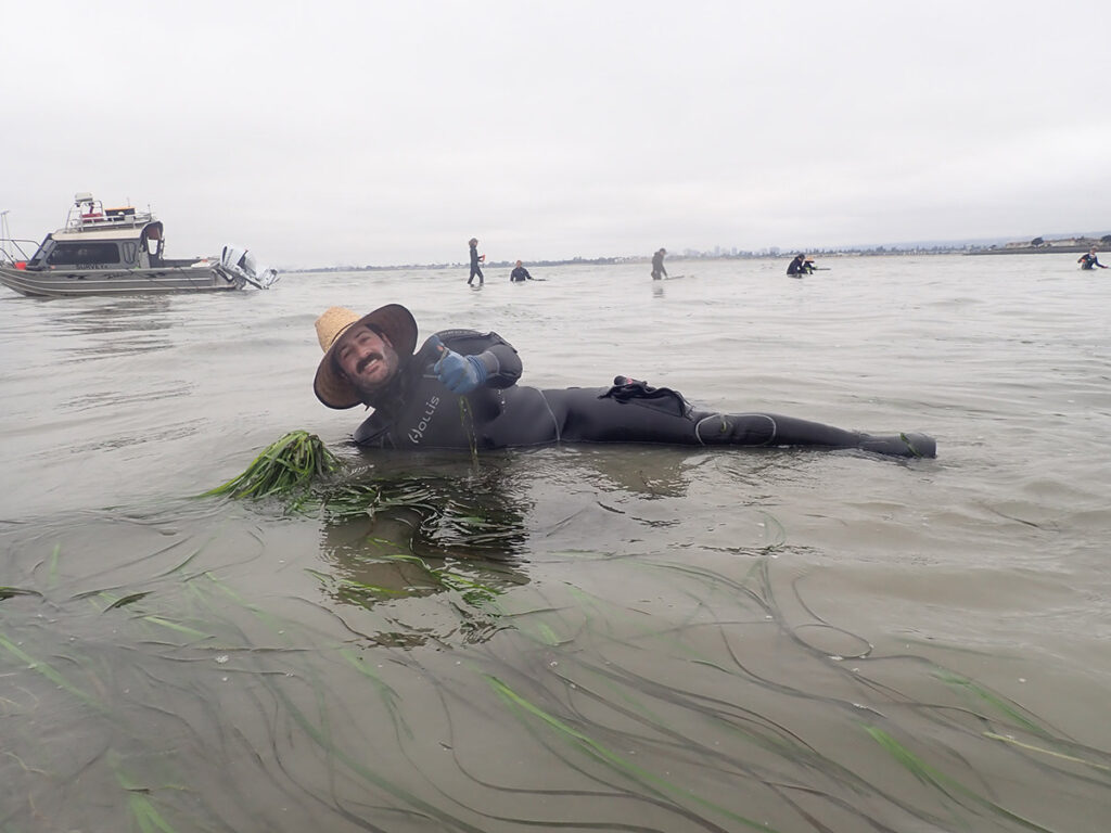 Eelgrass, Credit Jess Bode of Coastal Policy Solutions