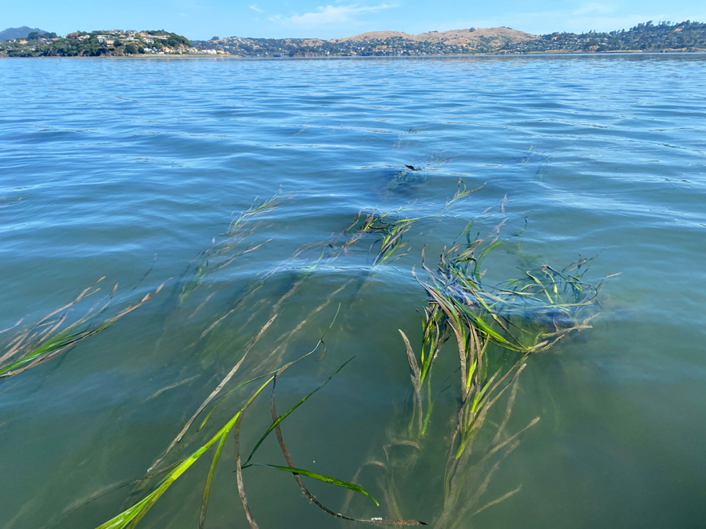 Eelgrass June 2025, Credit RBRA