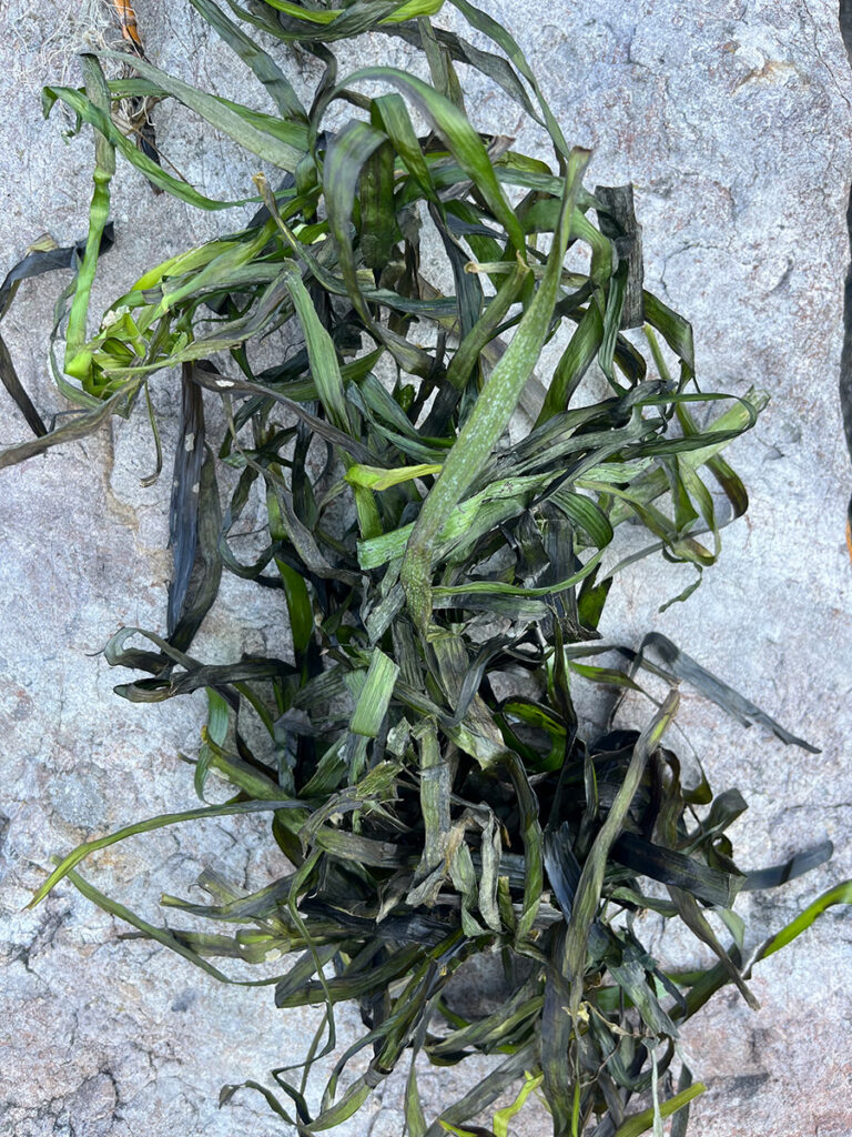 Eelgrass, Photo Credit Layla Bakhshandeh