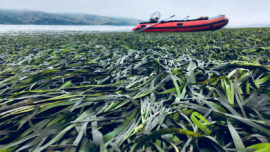 Eelgrass boat ward, Photo Credit RBRA