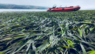 Eelgrass boat ward, Photo Credit RBRA