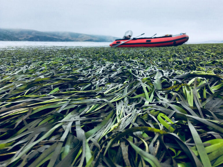 Eelgrass boat ward, Photo Credit RBRA