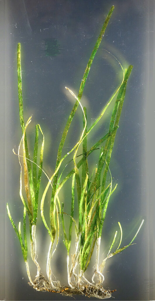 Zostera marina, National Museum of Nature and Science, Tokyo