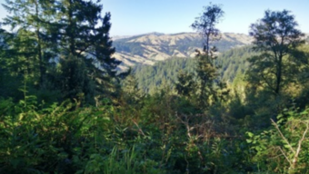 Wildflowers at Gary Giacomini Preserve, Marin Magazine