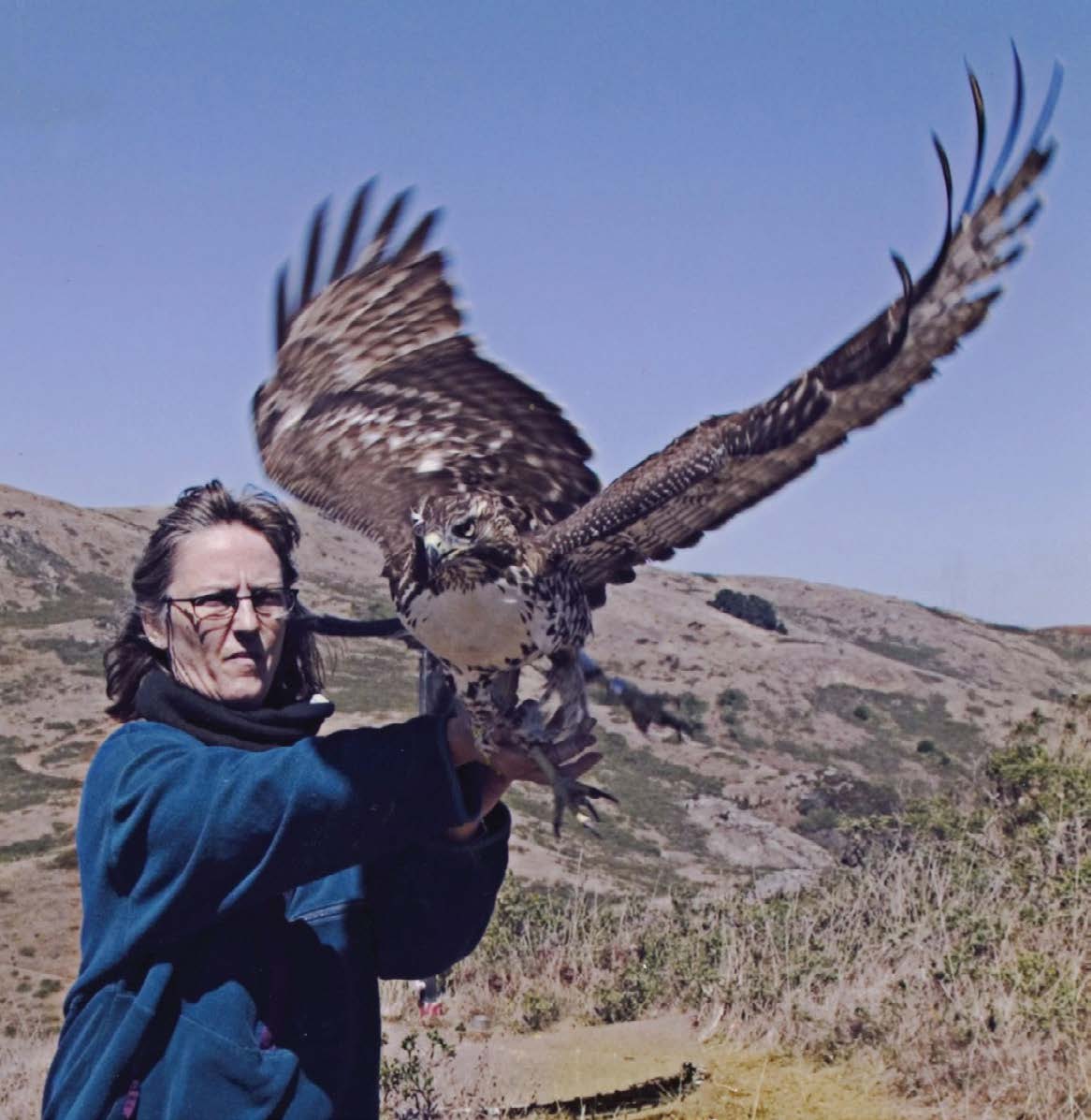 Red tailed hawk, Marin County, Hawk Hill, Marin Magazine