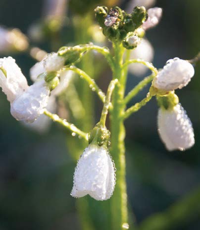 Milkmaids
