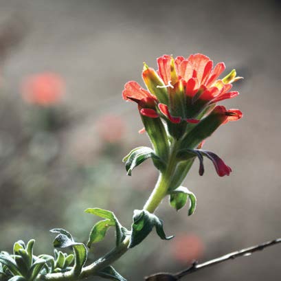 Indian Paintbrush