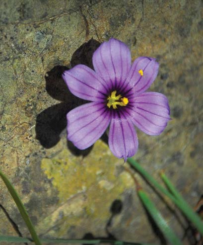 Blue-Eyed Grass