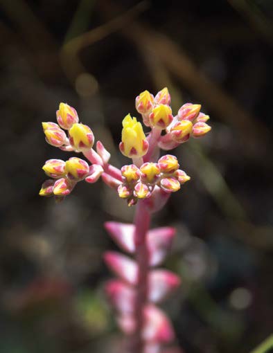 Giant Chalk Dudleya