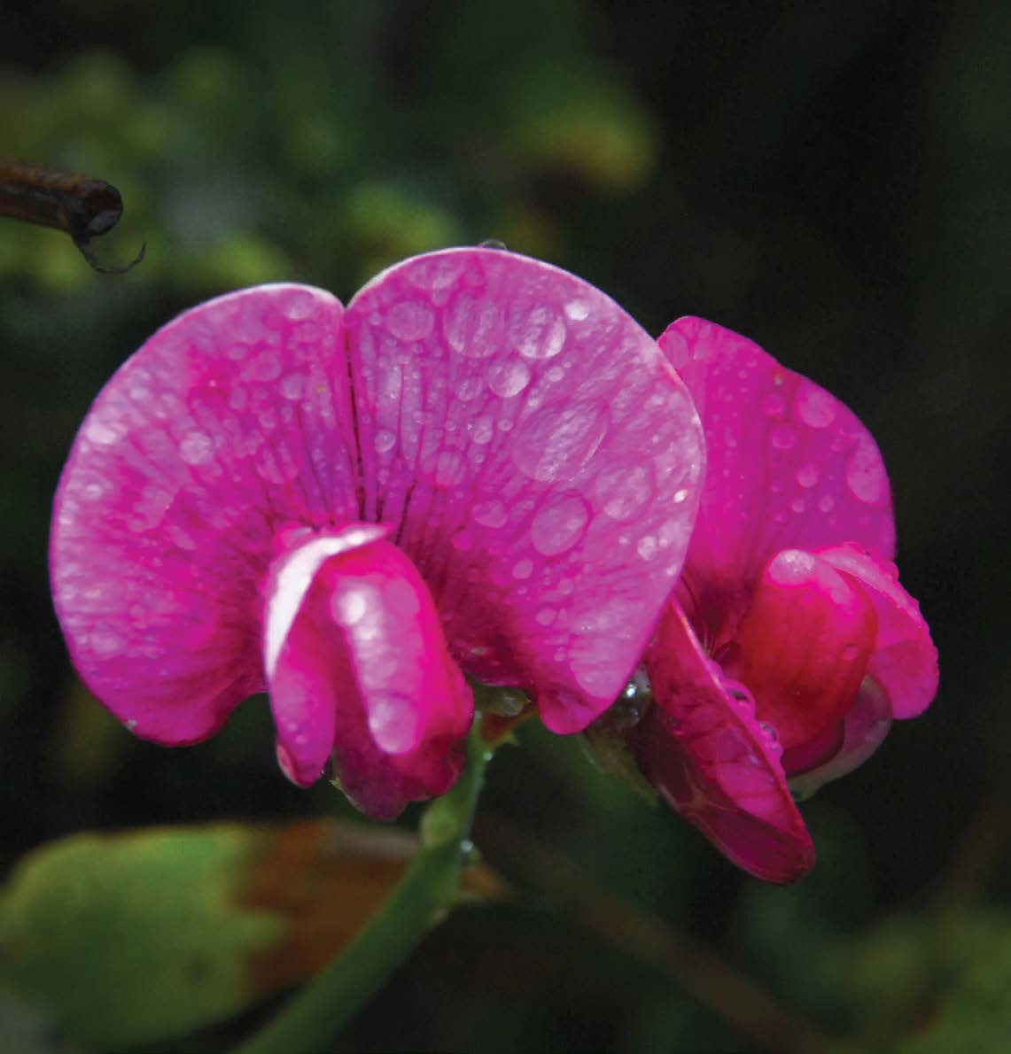 Chaparral Pea