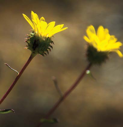 Gumweed