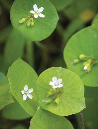 Miner's Lettuce