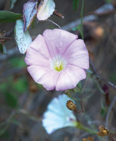 Coast Morning Glory