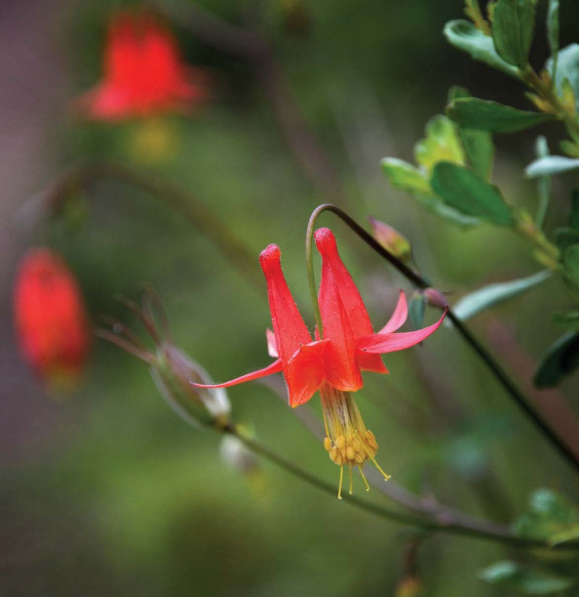 Western Columbine