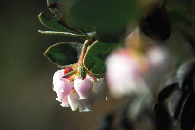 Manzanita