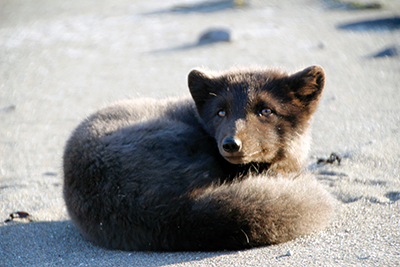 Marin Magazine, Russian arctic fox