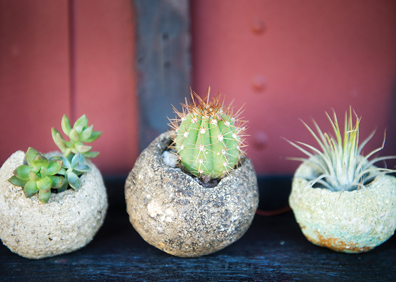 Bloomingayles, Succulents 