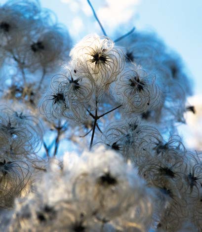 Chaparral Clematis