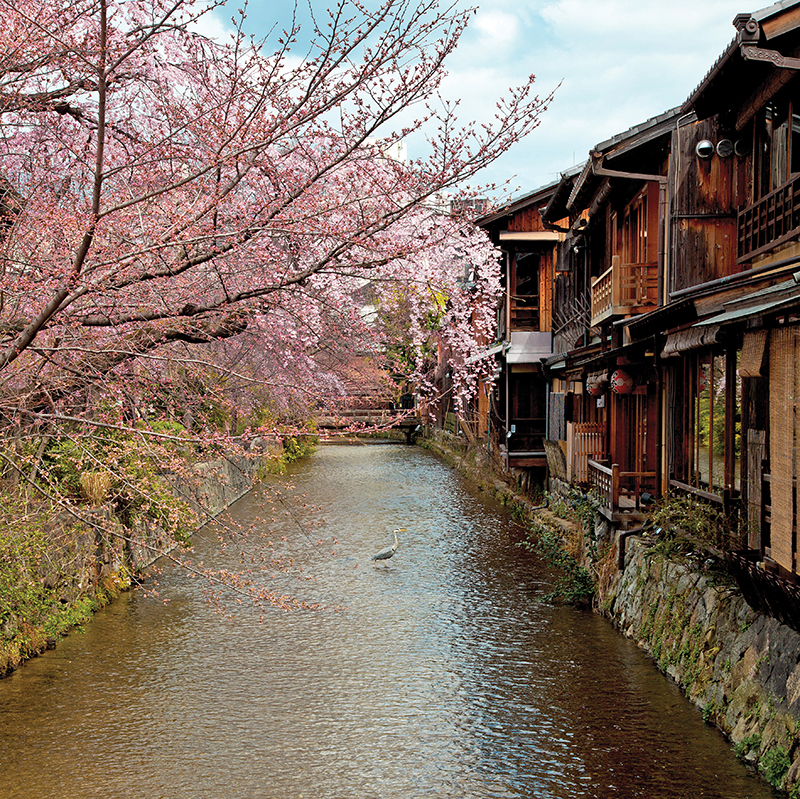 Cherry Blossoms, Kyoto 
