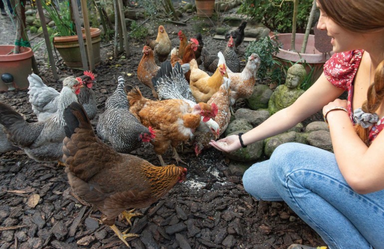 Urban Chicken Farming, Marin Magazine