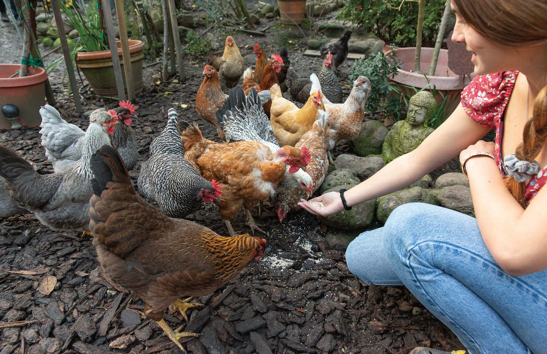 Urban Chicken Farming In Marin Marin Magazine