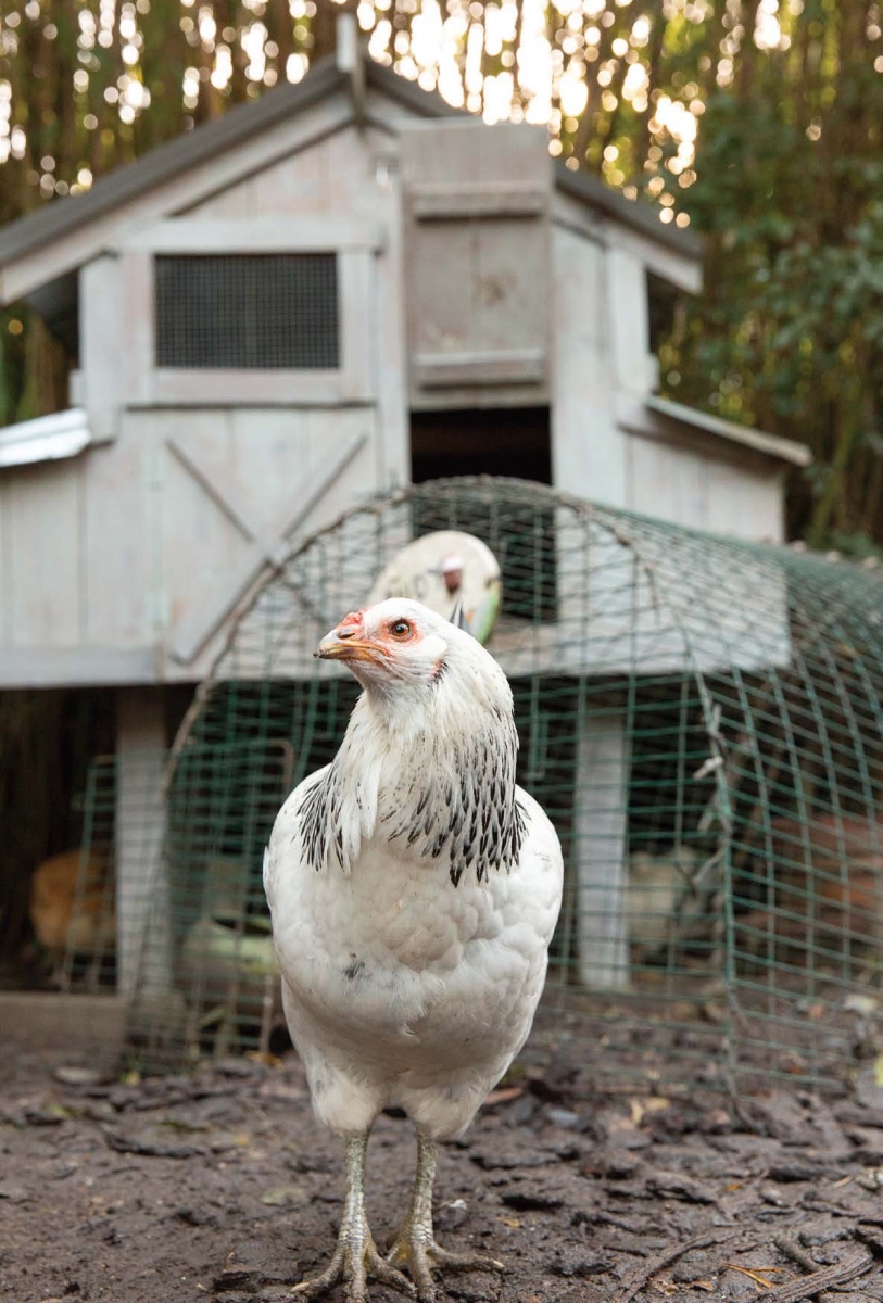 Marin Magazine, Urban Chicken Farming
