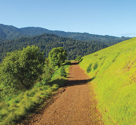 A dirt path winds through a lush green hillside under a clear blue sky, perfect for hiking. Dense forests cover the distant mountains, creating a tranquil and picturesque landscape. The vibrant green grass and trees contrast with the earthy trail, inviting further outdoor adventure.