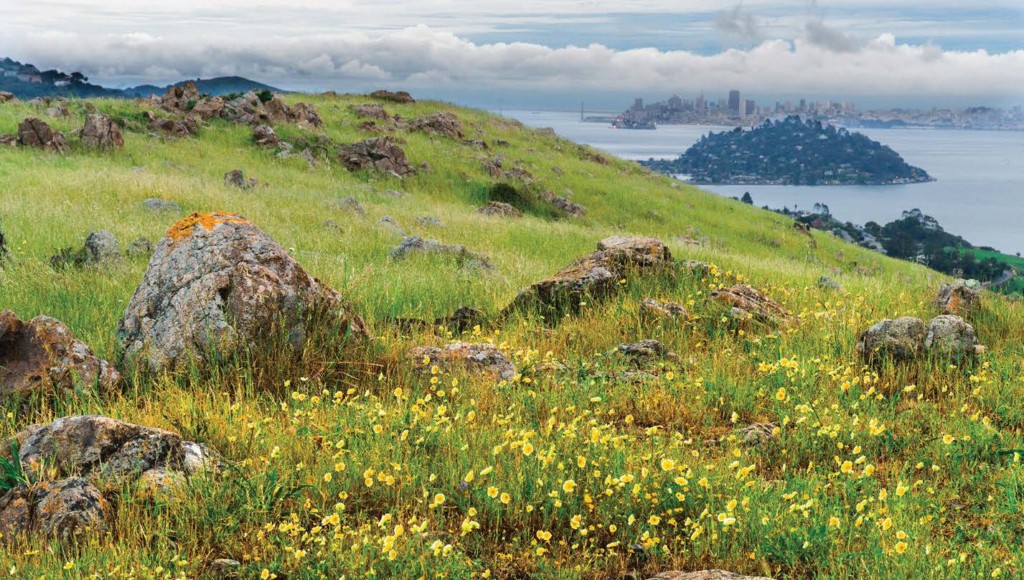 It's Wildflower Season, Beautiful Blooms, Marin Magazine