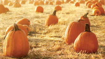 A vast pumpkin patch under the golden light of sunrise or sunset, with numerous pumpkins scattered across a field of dry grass. The pumpkins vary in size, creating a picturesque autumn scene. The hazy background adds a soft, dreamy effect to this perfect seasonal pitch.