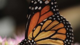 Monarch Butterfly, Monarchs on the Move, Marin Magazine