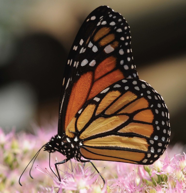 Monarch Butterfly, Monarchs on the Move, Marin Magazine