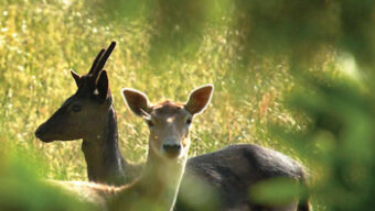 Two deer standing in a sunlit clearing, partially obscured by foliage in the foreground. One deer has small antlers and a darker coat, while the other has a lighter coat and no antlers. Both are looking towards the camera with a backdrop of tall grass, like a real-life Bambi vs Bambi scene.