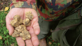 A hunter, clad in a camouflage jacket, holds a handful of truffles with one hand while the other grips a green bag. The ground below teems with grass and small plants.