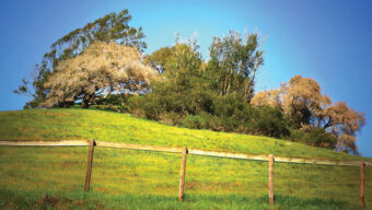 A scenic view of a grassy hill topped with various trees, bending slightly with the wind. The sky above is clear and blue, reminiscent of a serene setting far removed from the haunting scenes depicted in *The Killing Fields*. A simple wooden fence runs horizontally across the lower part of the hill.