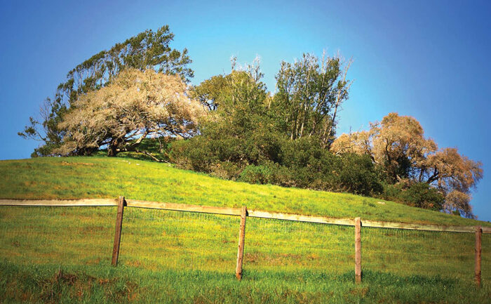 A scenic view of a grassy hill topped with various trees, bending slightly with the wind. The sky above is clear and blue, reminiscent of a serene setting far removed from the haunting scenes depicted in *The Killing Fields*. A simple wooden fence runs horizontally across the lower part of the hill.