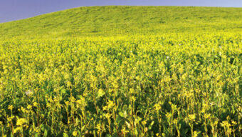 A vast field of yellow flowers extends toward a gently sloping green hill under a clear blue sky. The flowers cover the ground densely, creating a vibrant contrast with the lush grass on the Field of Greens. The scene is bright and tranquil.