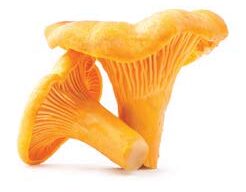 Mushroom Foraging Season Is Here, Marin Magazine, Chanterelle