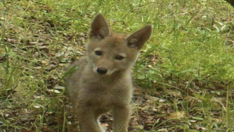 One Tam Wildlife Picture Index Project, Marin Magazine