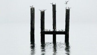 Four wooden pilings stand in calm, reflective water. The pilings are topped with several seagulls, some sitting and some in flight. The background is grey and foggy, creating a tranquil and minimalist scene that hints at a not so distant shore.